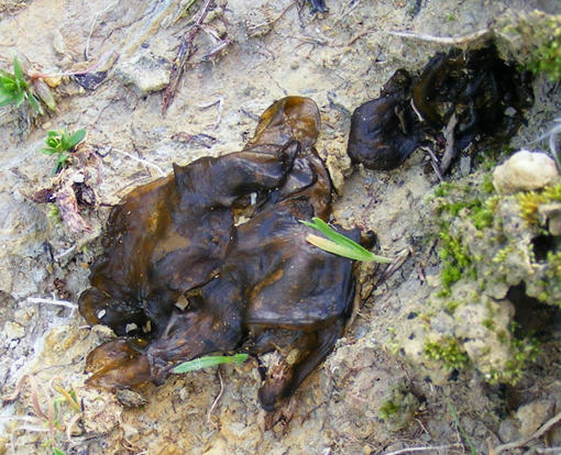 Gastromiceti? - No, � un Nostoc sp.